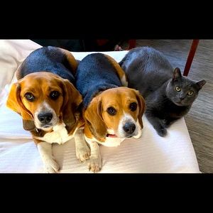 Meet your Posher, Rachel